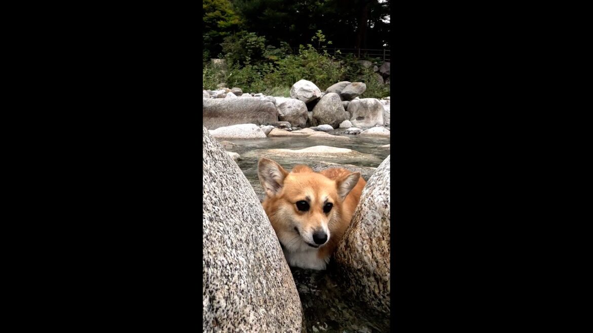 岩の隙間を通り抜けられなかったコーギー / The corgi was too wide to fit through the gap between the rocks #shorts