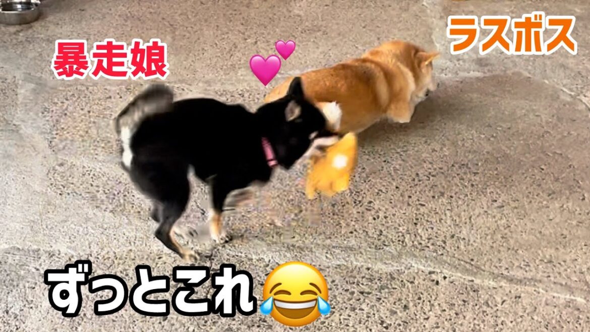 弾ける黒柴とラスボス柴犬の自由な温度差がおもしろい