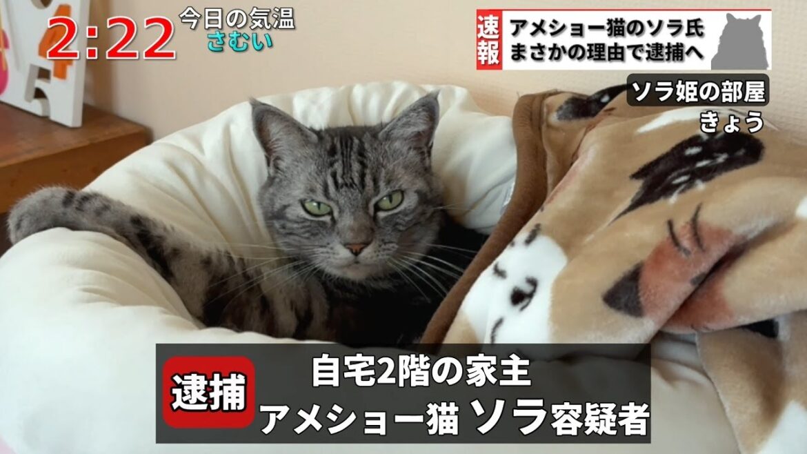 【速報】とんでもない理由でアメショー猫が逮捕されました。