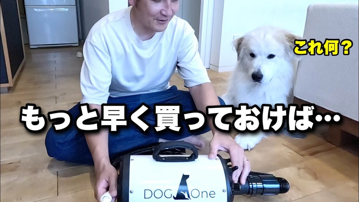 デカ犬におすすめ♪愛犬のために業務用のブロアーを買いました！