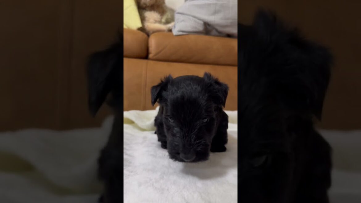 スコティッシュテリア 【早期予約で割引あり】かわいいスコティッシュテリアbabyが生まれました！　紫くん