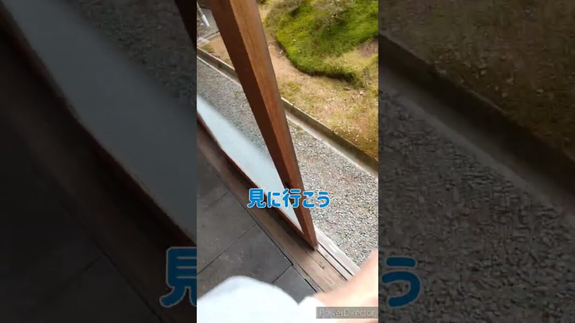 猫なで声 #にゃんこうやさん#シャムミックス