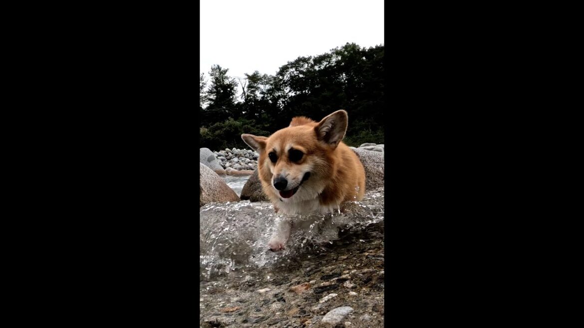 浅い流れを横切ってくるコーギー / A Corgi crossing a shallow stream #shorts