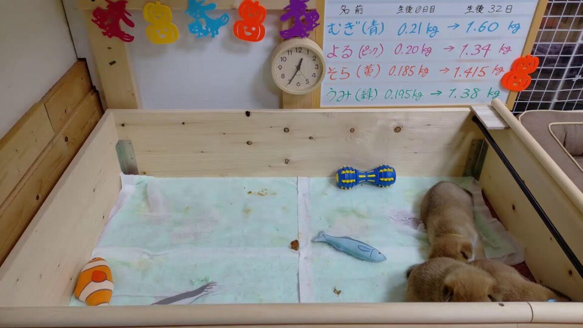 柴犬なつ！子育て生配信【生後32日】脱走対策に木枠のふちに円筒の木を増築！かかってこい！