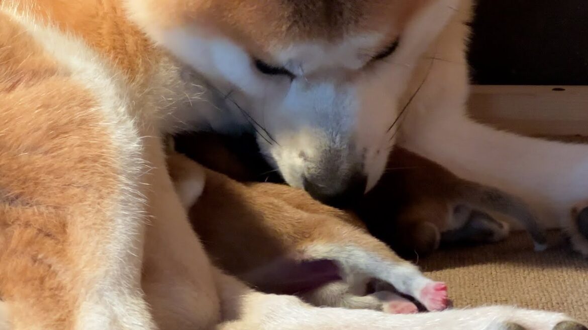 生命の神秘　秋田犬の子育て