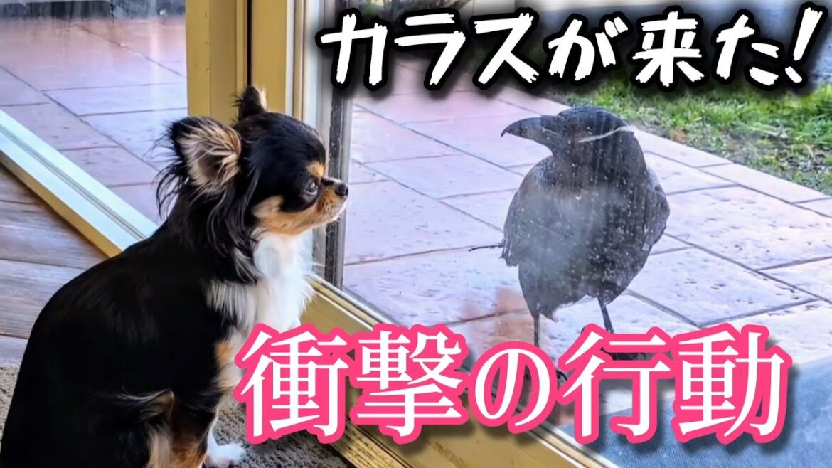 【衝撃】突然のカラスの訪問！チワワとカラスが最後には予想外の展開に！？