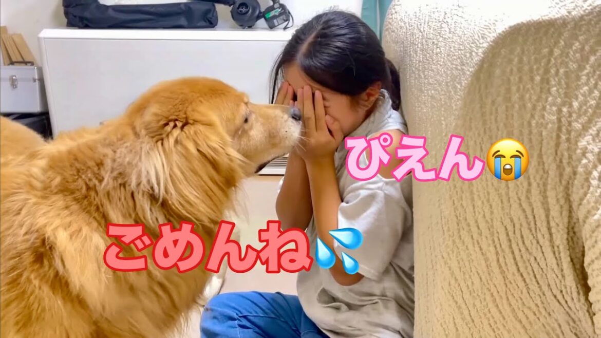 愛犬に突き飛ばされたから泣き真似した結果【ゴールデンレトリバーとミニチュアダックスフンド】 愛犬に突き飛ばされたから泣き真似した結果【ゴールデンレトリバーとミニチュアダックスフンド】