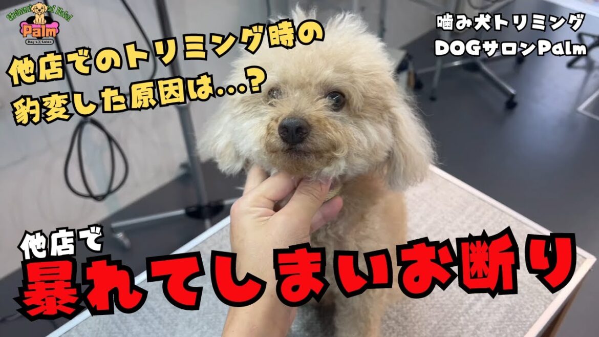 他店での豹変ぶりがすごかったトイプードル!!当店の噛み犬トリミングでは… 他店での豹変ぶりがすごかったトイプードル!!当店の噛み犬トリミングでは...