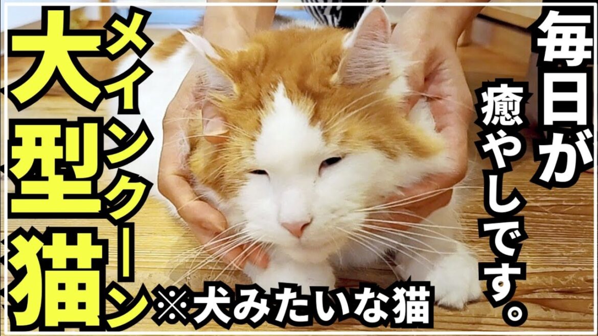 実際メインクーンを飼うと日常がこうなります