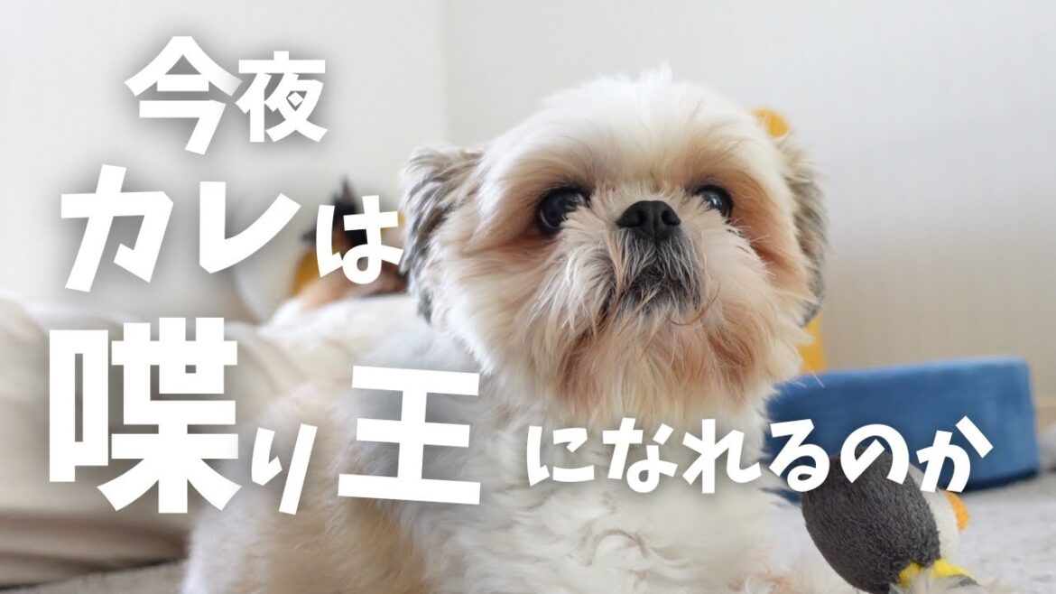 今夜お喋りシーズーは王になれるのか？人間の言葉を喋る犬www～多頭飼い～チワワ シーズー ミニチュアピンシャー トイプードル