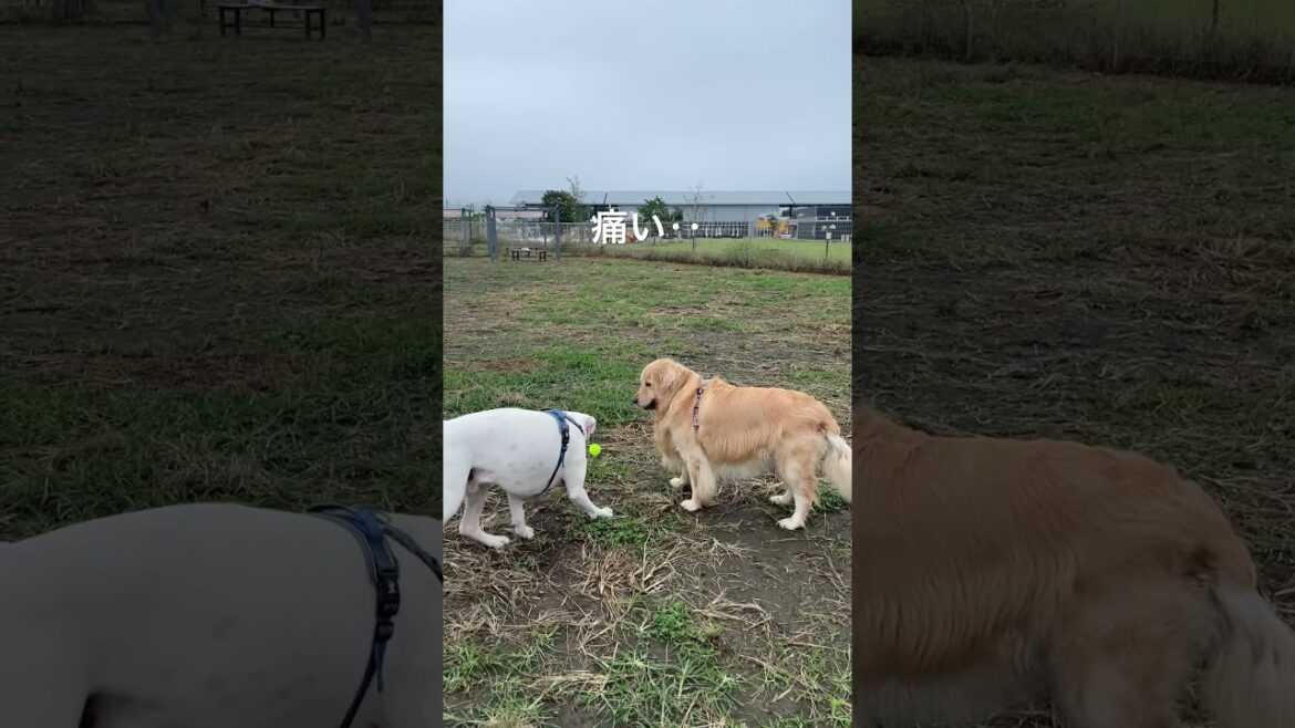 ただ見てただけなのに　ゴールデンレトリバー　ボクサー犬