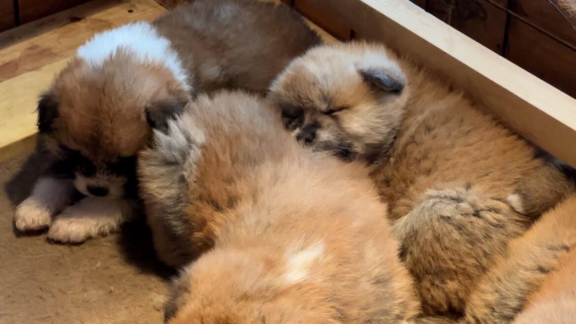 ここで一緒に寝たい　秋田犬の赤ちゃんがスヤスヤお昼寝
