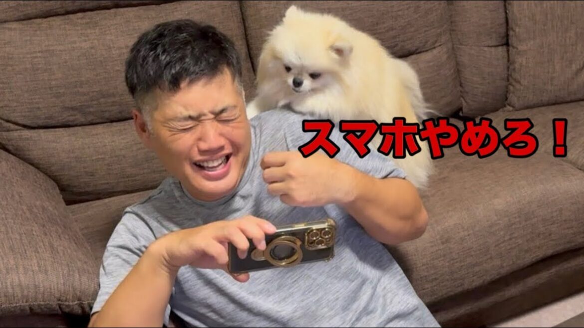 スマホゲームばかりするパパが許せないポメラニアン
