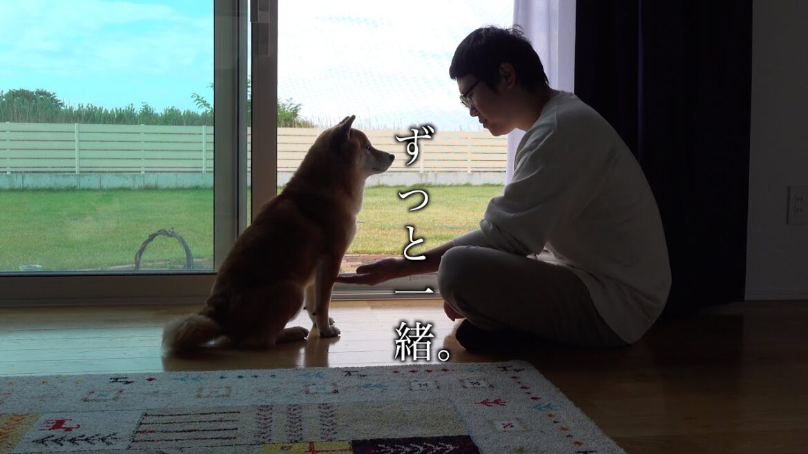 【ずっと一緒】犬語で文句を言いつつも柴犬と飼い主の友情が熱い。
