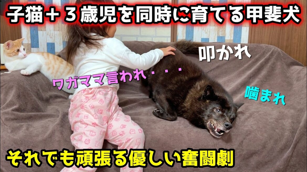 子猫と子供を同時に育てる甲斐犬の奮闘が可愛すぎました【優しい犬】