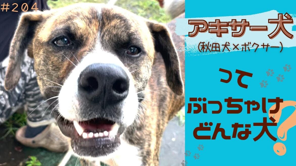 秋田犬とボクサーのミックスって、どんなコが生まれるの?成犬になると、、、 秋田犬とボクサーのミックスって、どんなコが生まれるの?成犬になると、、、