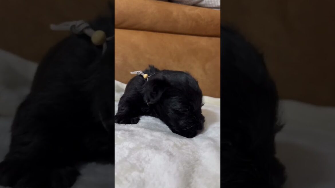 スコティッシュテリア 【早期予約で割引あり】かわいいスコティッシュテリアbabyが生まれました！　グレー君