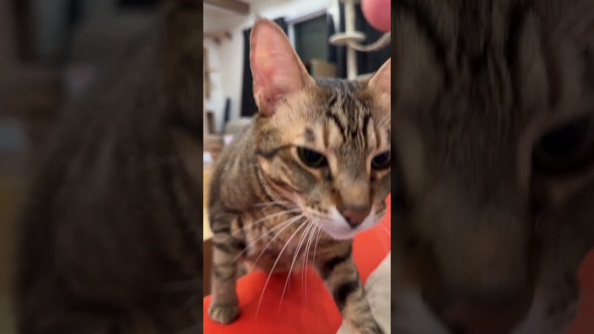 特に意味もなく猫の名前を呼んでみた結果… #cat #猫のいる暮らし #ねこ#shorts #保護猫 特に意味もなく猫の名前を呼んでみた結果… #cat #猫のいる暮らし #ねこ#shorts #保護猫