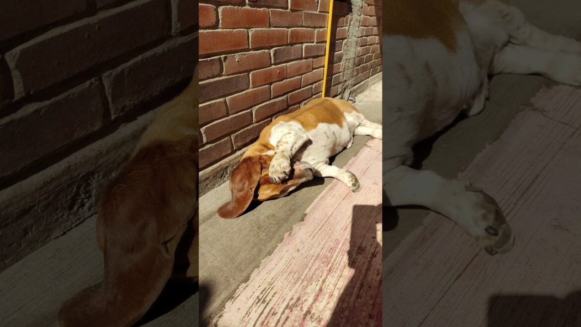 #shorts | El baúl de los recuerdos | El pachón | #bassethound #dog #doglover #perro #pets #mascotas
