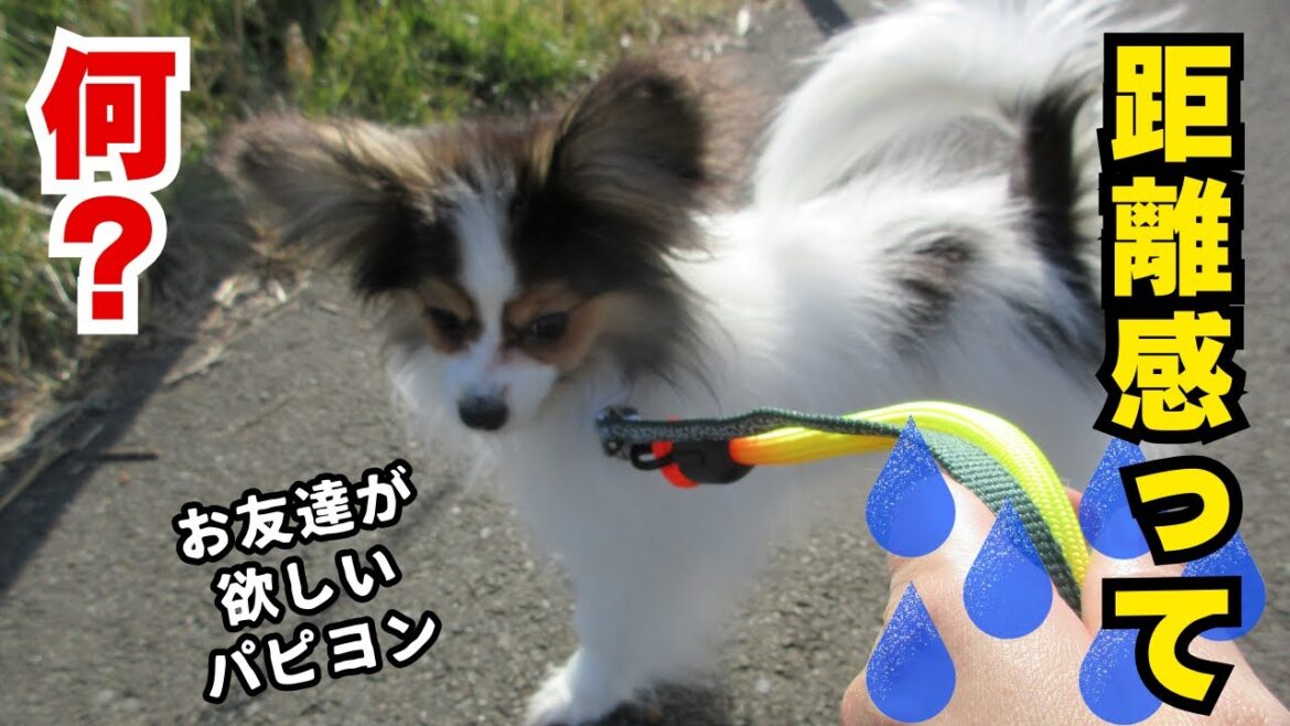 お友達が欲しくて頑張るパピヨンの子犬