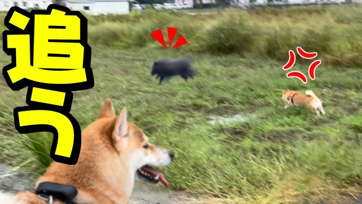 飼い主を守るためイノシシに立ち向かう姉柴犬が勇敢過ぎて感動 飼い主を守るためイノシシに立ち向かう姉柴犬が勇敢過ぎて感動