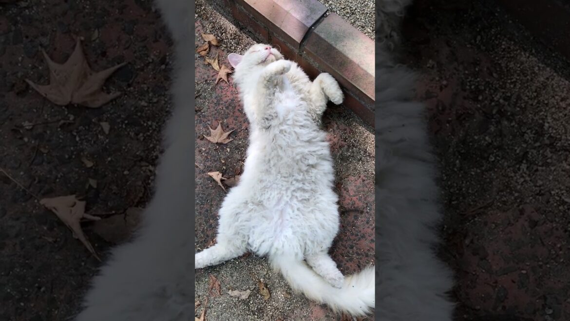 一瞬で笑わせるふわふわ巻き毛猫セルカークレックス #Shorts