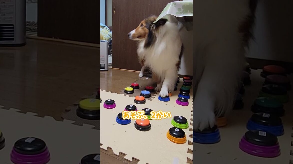 遊ぶ場所までボタンで指定できる賢いシェルティ【会話ボタンでしゃべる犬】 #shorts #dog