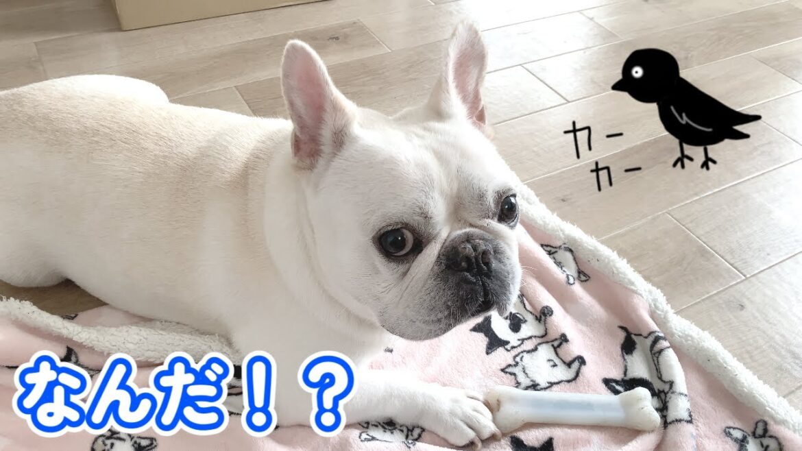 ぽーちゃんの天敵が近くにいる…【フレンチブルドッグ frenchbulldog】 ぽーちゃんの天敵が近くにいる…【フレンチブルドッグ frenchbulldog】