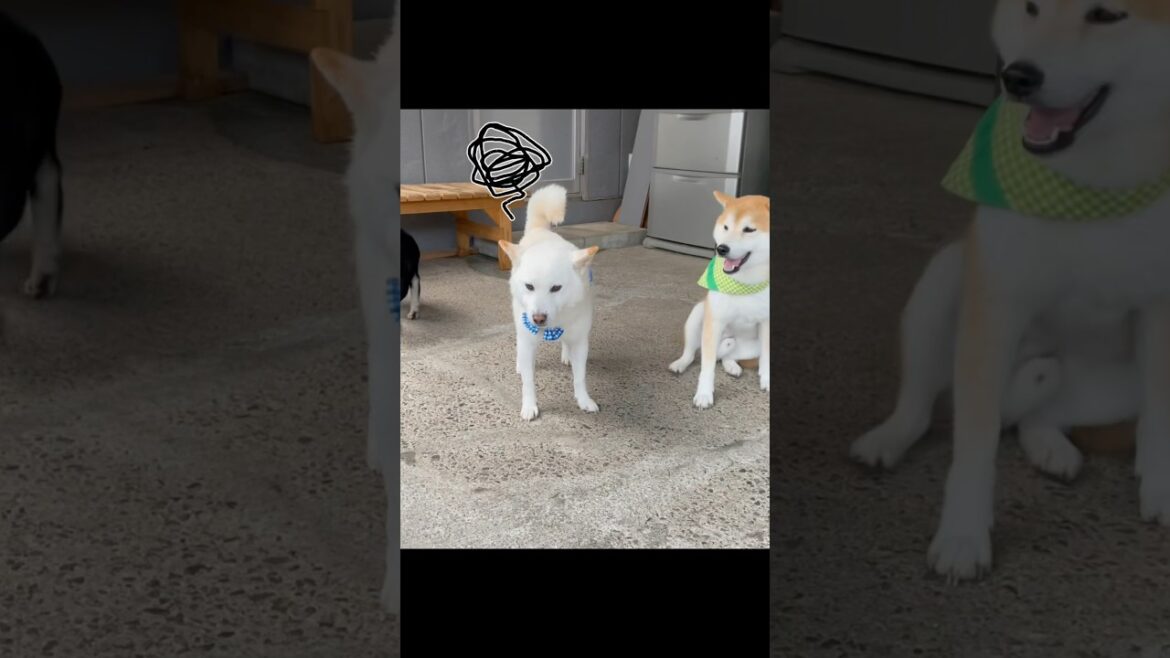 いつも優しい白柴お父さんありがとう！#白柴 #柴犬 #shiba