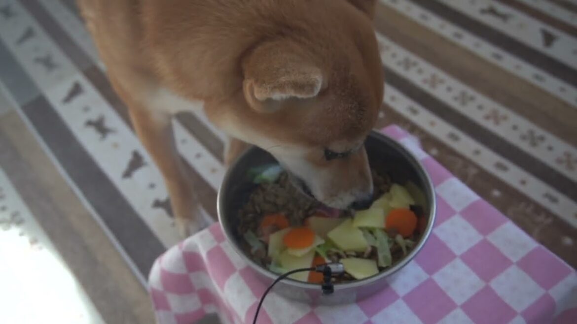 【柴犬小夏】イメージと違ったお母さんのご飯でも美味しい　ASMR