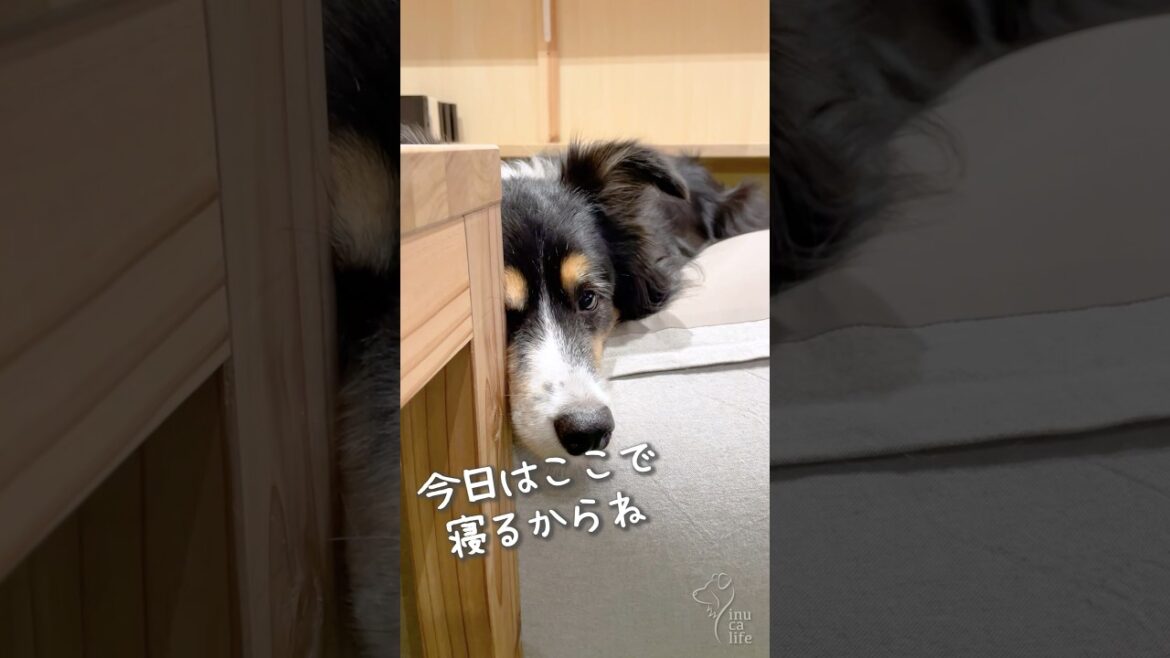 隙をついてパパの居場所を奪う愛犬がこちら😂 #ボーダーコリー #犬のいる暮らし