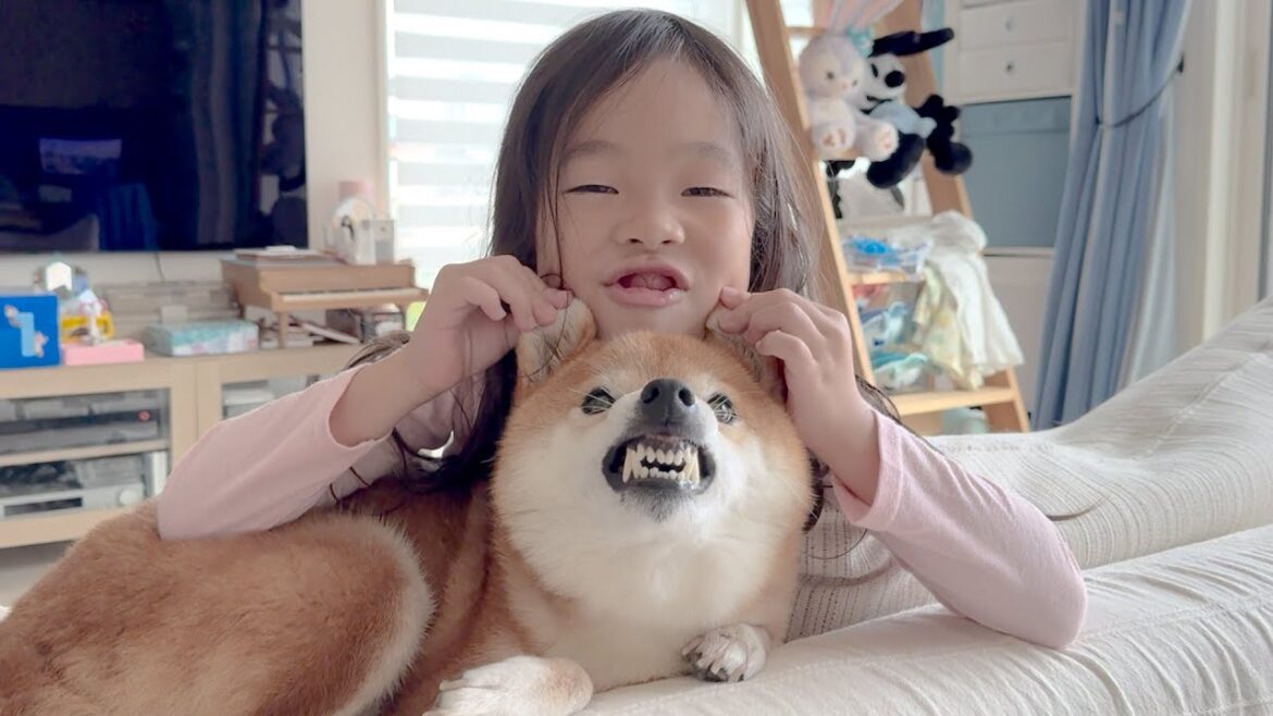 6歳娘と柴犬おねーちゃんの絶妙な関係性 6歳娘と柴犬おねーちゃんの絶妙な関係性