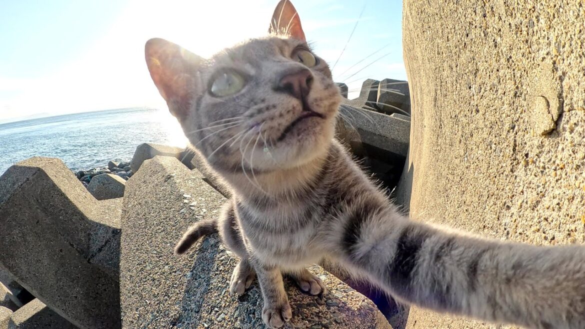 攻撃的な灰トラ猫と恥ずかしがり屋なシャム猫兄弟と親睦を深めようとした結果…