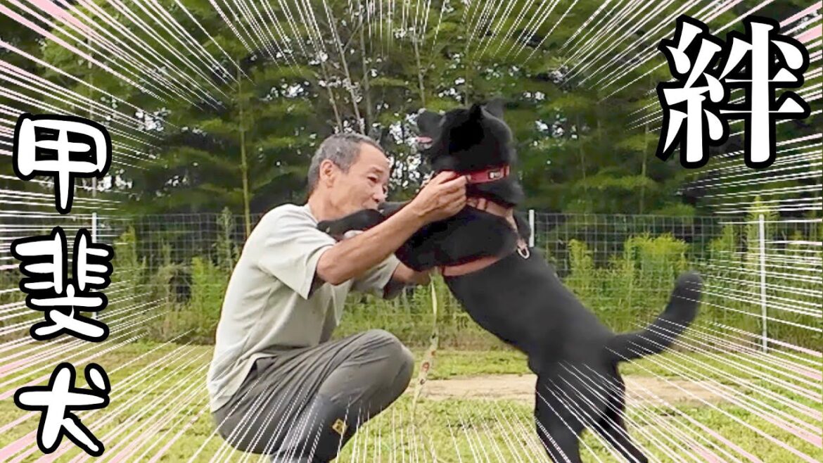 家族親戚を噛んでしまった甲斐犬（迎え入れから１週間の絆）