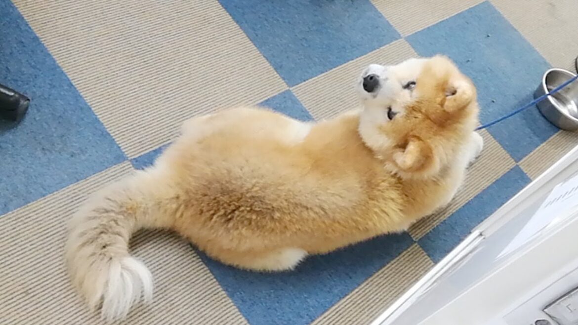 秋田犬会館配信！