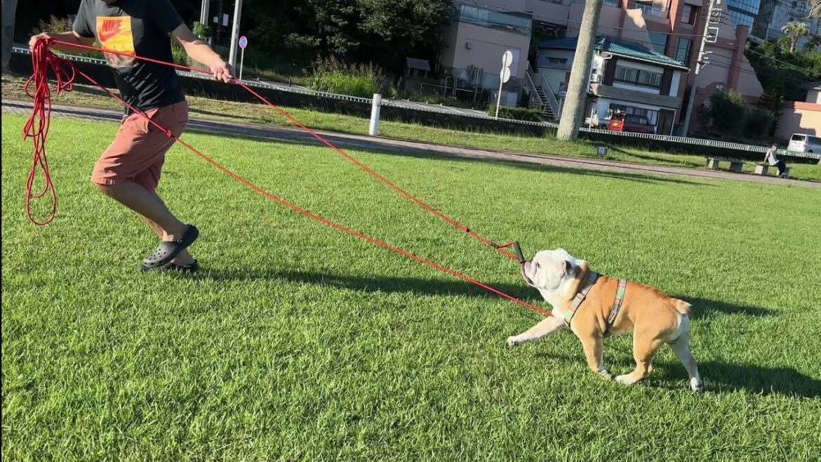 飼い主が引っ張る、逆犬ゾリ系ブルドッグのぶるまる