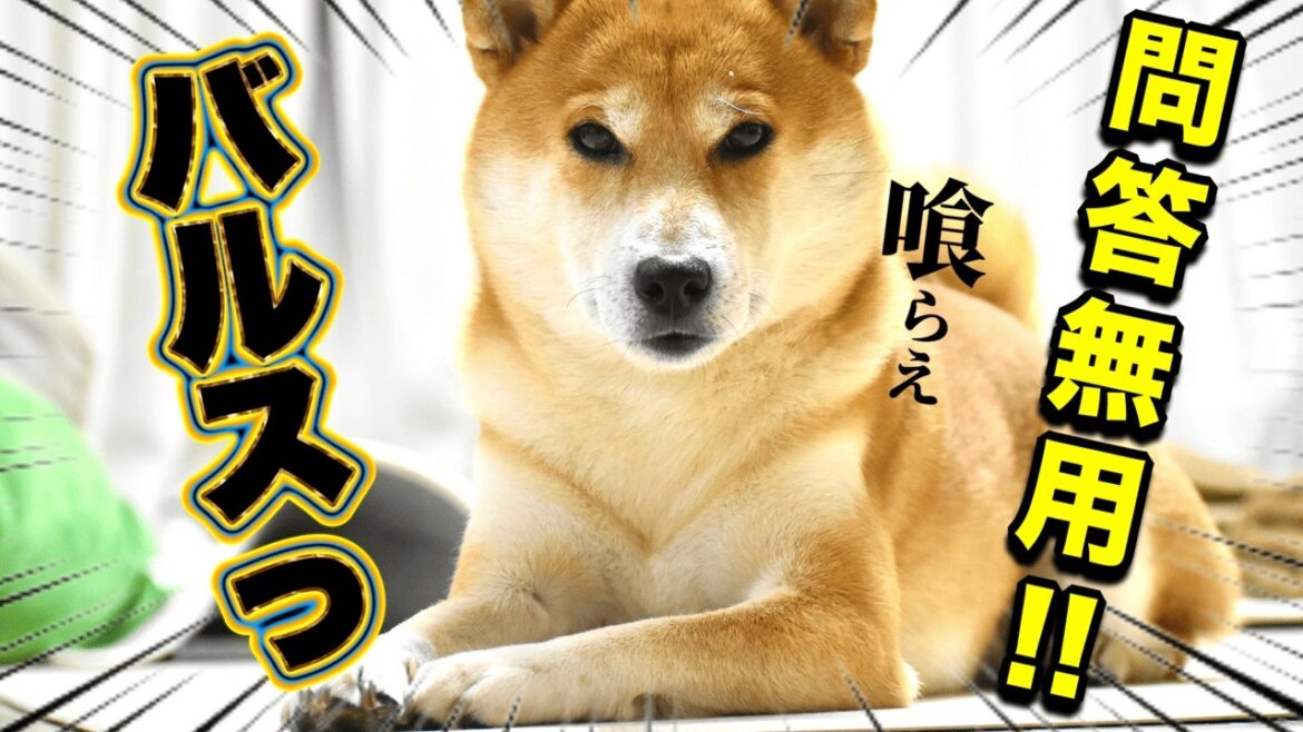 スズメバチにムスカ大佐を感じた！！柴犬こむぎは秋の三浦半島を散歩しながら畑で育つ野菜を見届ける