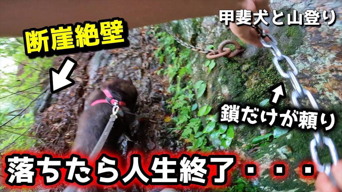【絶望】甲斐犬と山登りしたら、えらい目に遭いました【甲斐犬と登山：御岳山編　第２話】【関東】