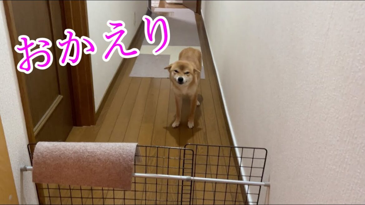 夜突然お姉ちゃんが帰ってきても神対応　柴犬小夏