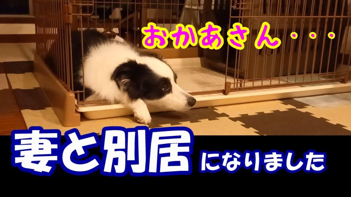 妻と別居になりました　お母さんが居なくなって寂しがるボーダーコリー