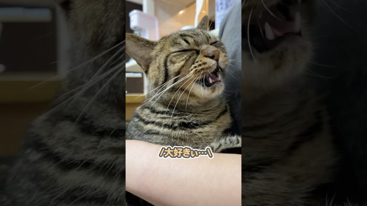 「大好きぃ…」と、ママに抱きついて甘える猫