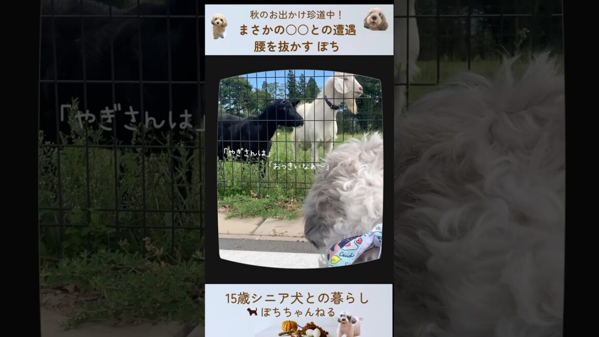 【15歳シニア犬】まさかの〇〇の攻撃にぽち🐶びっくり‼️秋を満喫❤︎愛犬とお出かけ静岡編