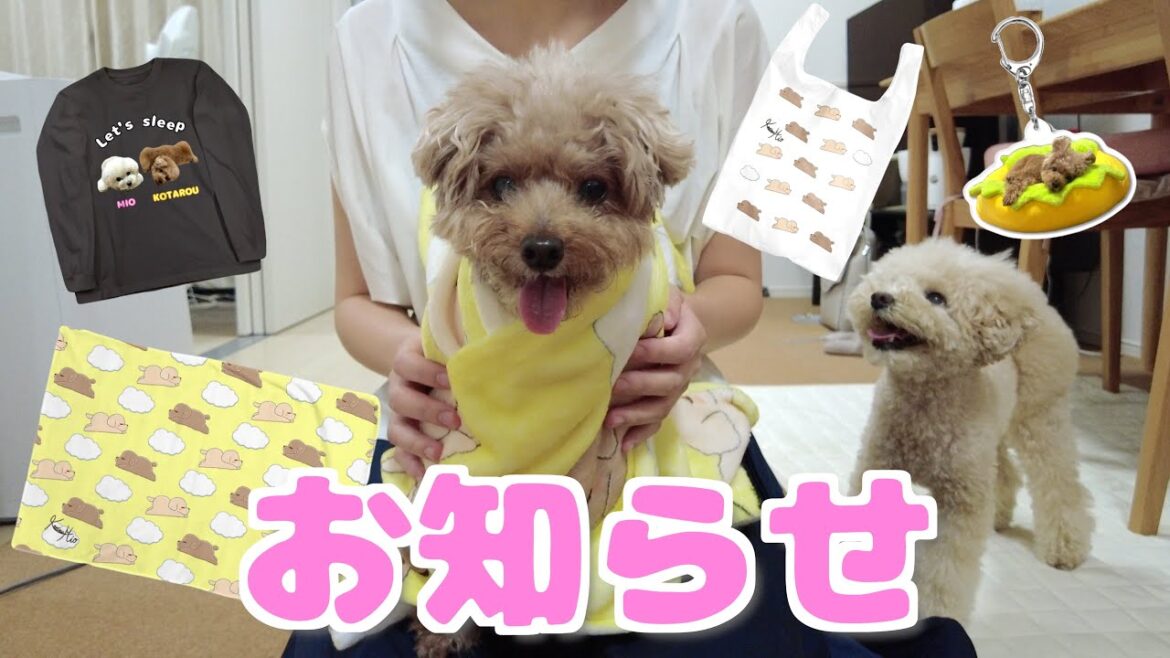コタ三桜の可愛いグッズができたのでご紹介します！【トイプードル】