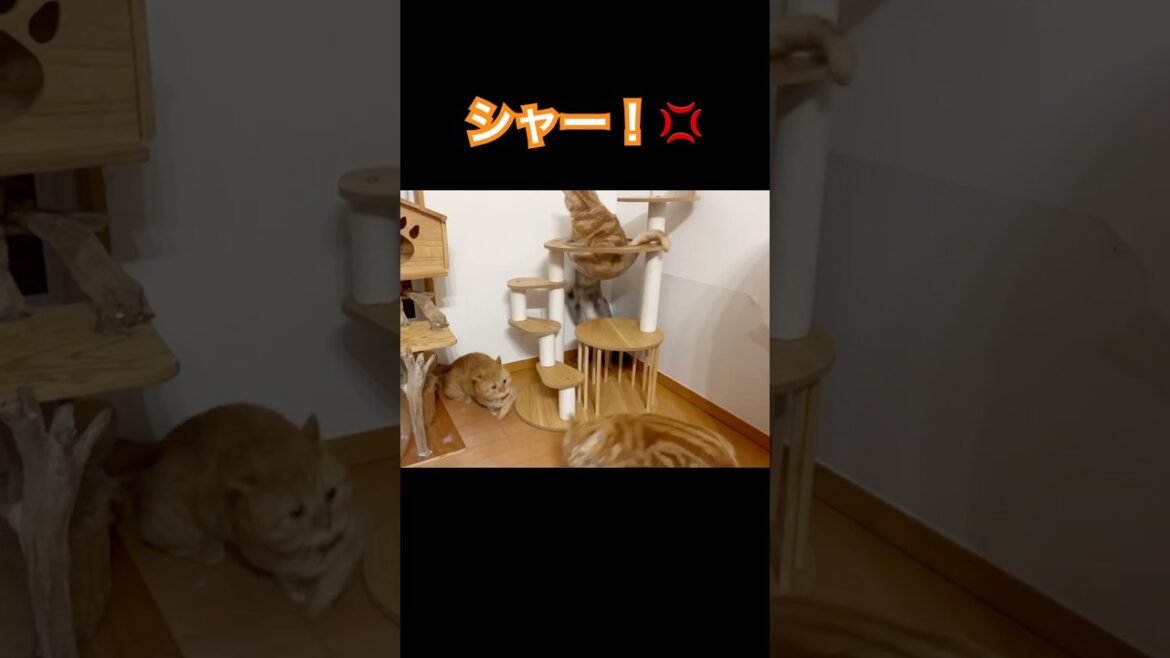 ちゃーぼーを怒らせちゃうと... #猫 #マンチカン #shorts