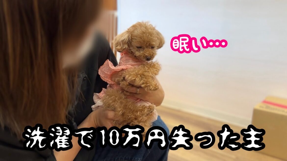 眠すぎる犬と洗濯で10万円失った主…【トイプードルのコロン】 眠すぎる犬と洗濯で10万円失った主…【トイプードルのコロン】