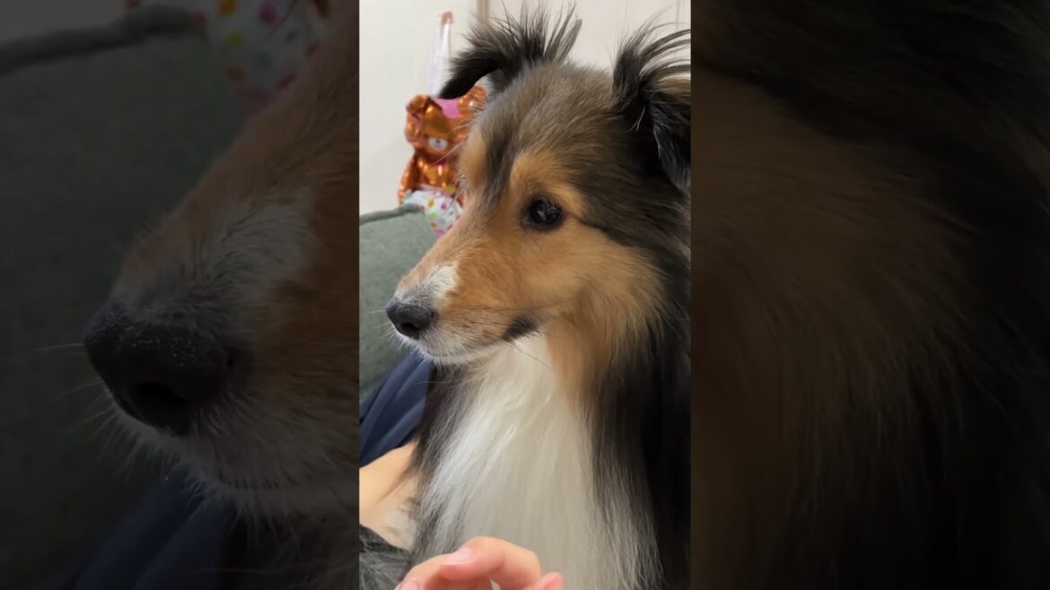 犬は人間の言葉がわかる　 #犬 #シェルティ #可愛い