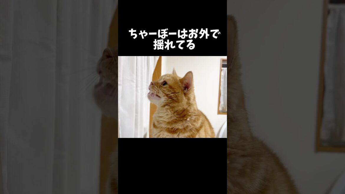 ちゃーぼーと女王 #猫 #マンチカン #shorts