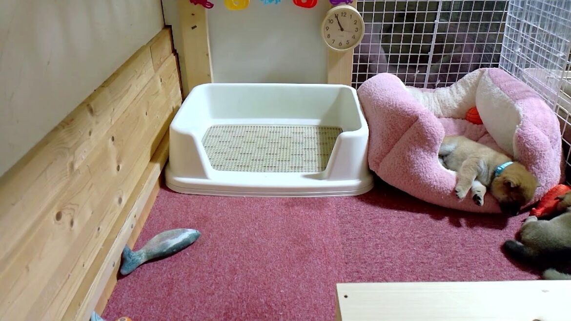 柴犬なつ！子育て生配信【生後35日】なつママ用の高台を作ってみましたが・・・