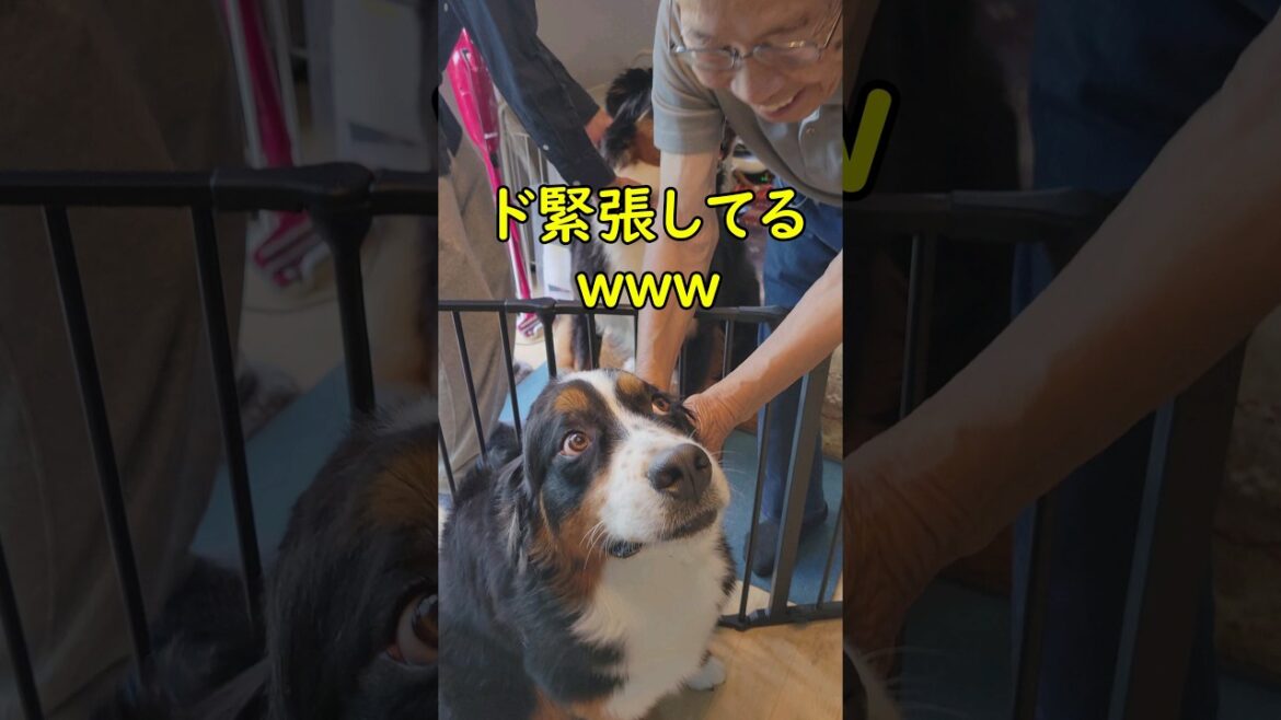 緊張で100％全開開眼するイッヌ#バーニーズマウンテンドッグ #大型犬 #初対面