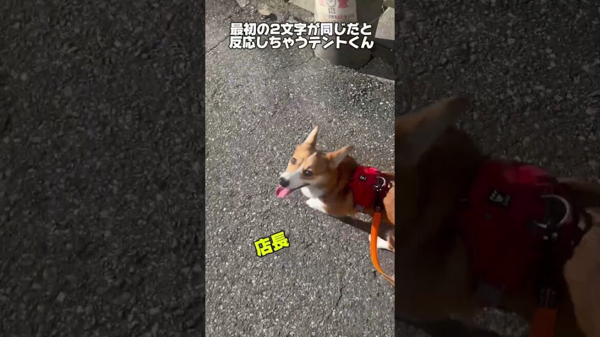 最初の2文字が名前と同じ言葉で呼ぶと反応するコーギー　#コーギー #コーギー犬 #コーギーと一緒 #かわいい